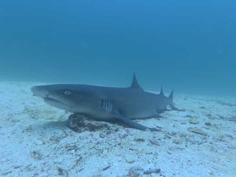 Depuis Puerto Ayora : Croisière commentée de Pinzon aux Galápagos
