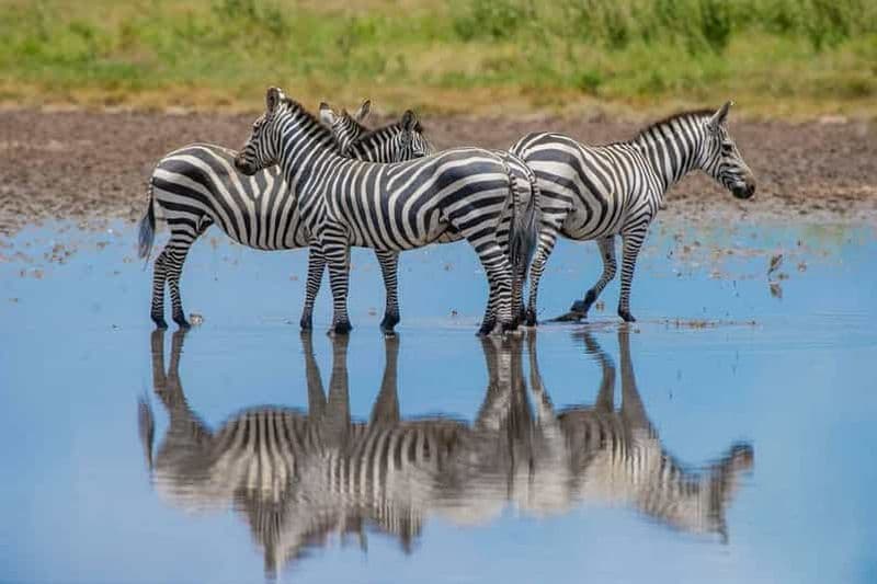 Addis-Abeba : Safari de 4 jours dans le parc national de Chebera Churchura