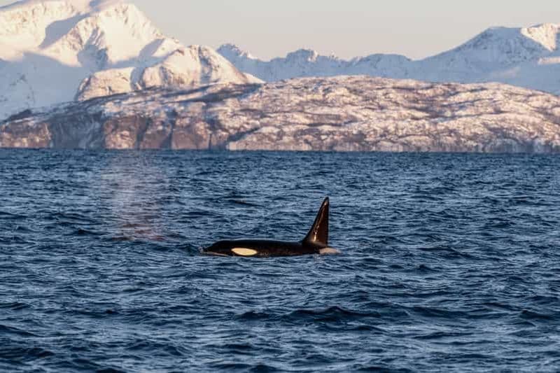 Au départ de Tromsø : Safari d'observation des baleines en catamaran à grande vitesse