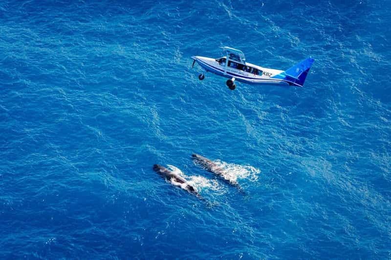 Kaikoura : vol d'observation des baleines avec commentaires guidés