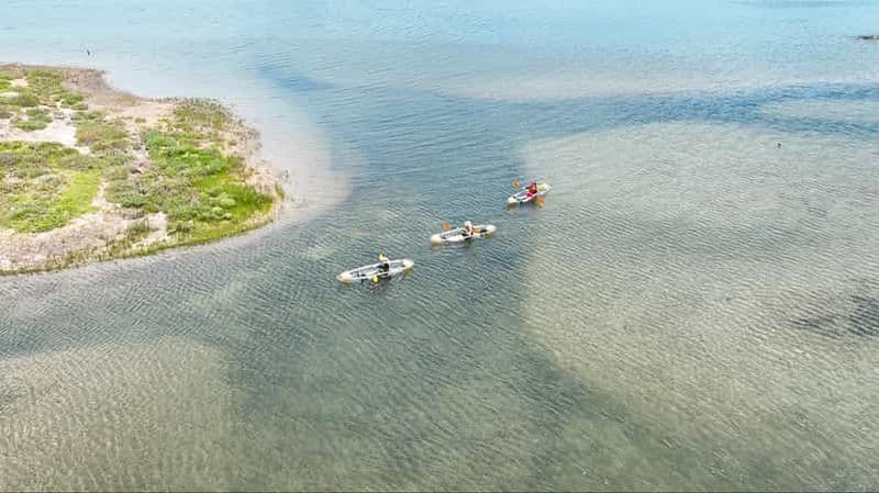 San Diego : excursion en kayak pour observer la faune sauvage dans des eaux cristallines
