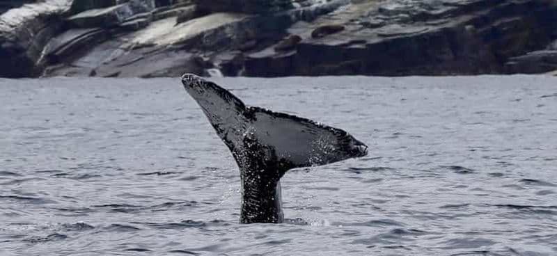 Journée d'observation des baleines dans la réserve marine d'Isla Chañaral