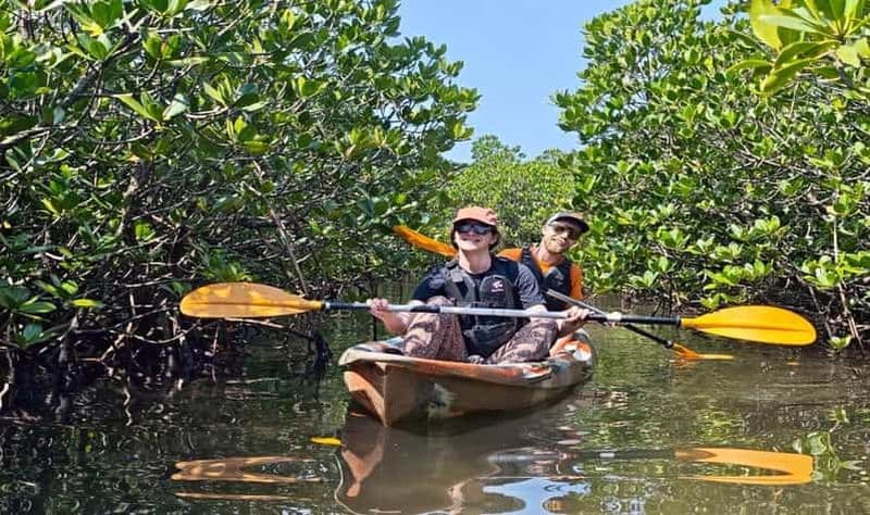 Iriomote : SUP ou canoë dans la mangrove et visite de Yubujima