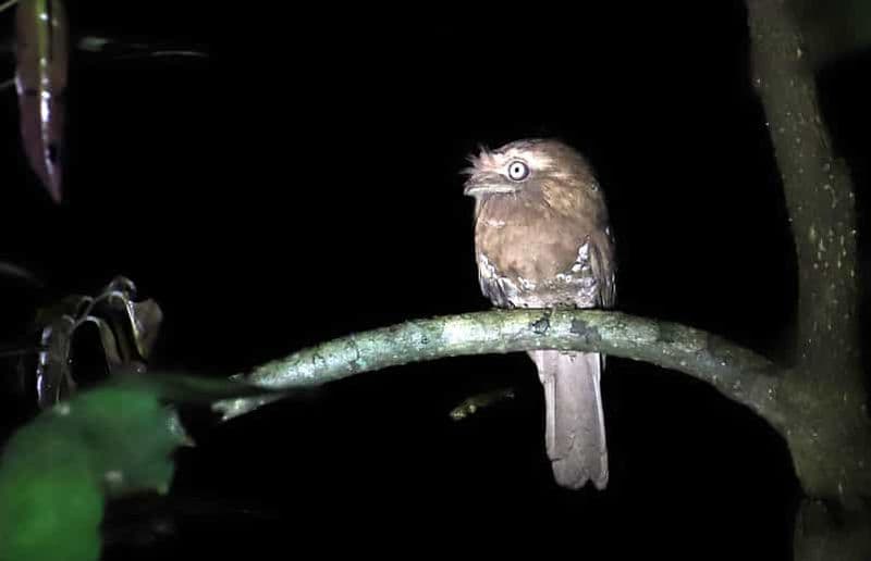 Goa: Riverside Forest Birdwatching Tour with Breakfast