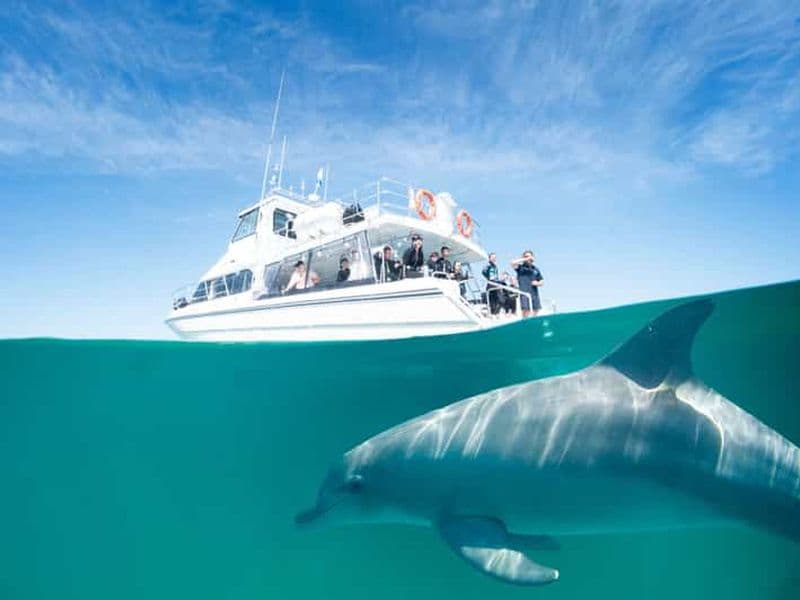 Perth : Nager avec les dauphins sauvages