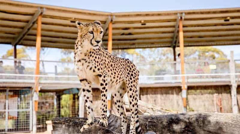 Parc Safari de Monarto : L'expérience du guépard
