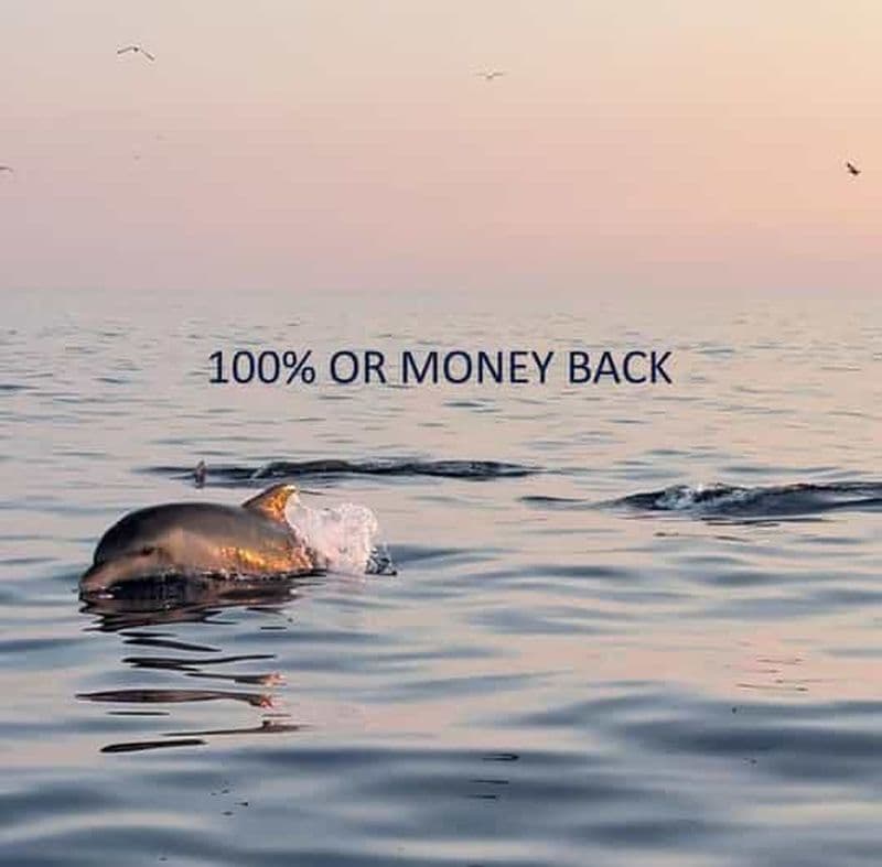 Vrsar : Aventure d'observation des dauphins au coucher du soleil en bateau rapide