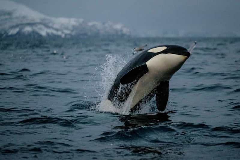 Billet Depuis Tromso : Observation des baleines dans le Skjervoy magique