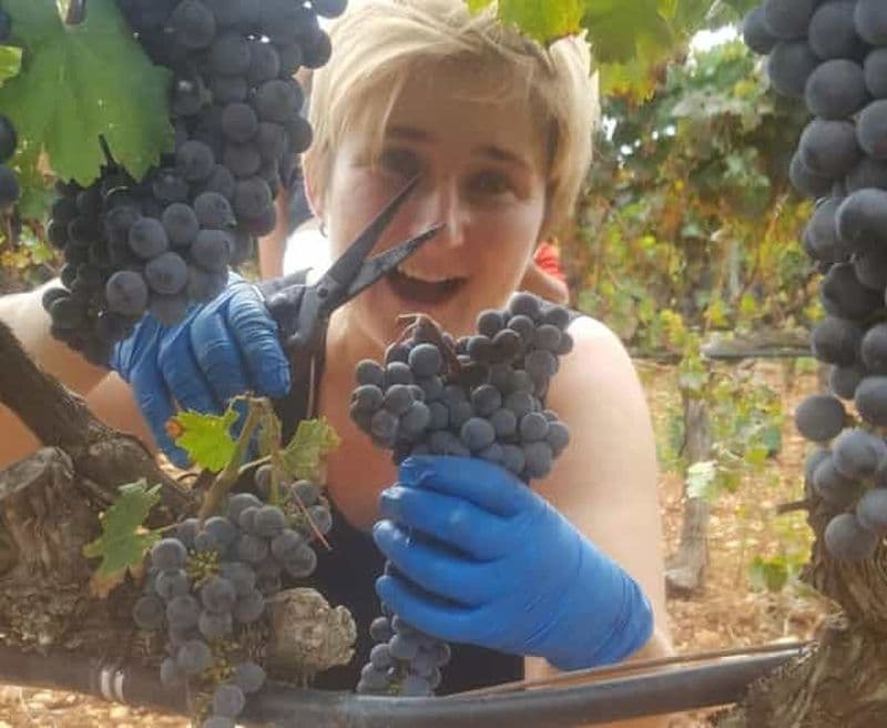 Majorque : visite de caves XL - incluant 3 dégustations de vin