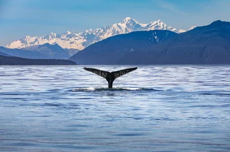 Au départ de Christchurch : excursion d'une journée à Kaikōura avec rencontre avec les dauphins