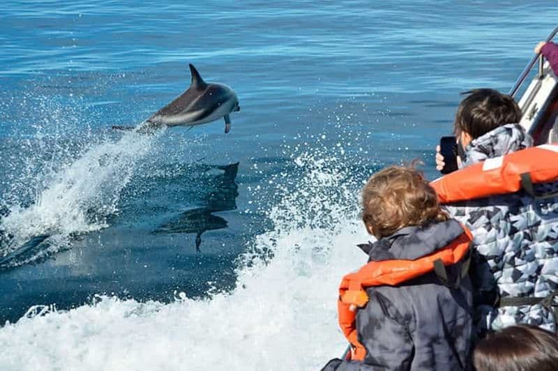 Billet Aventure d'observation des dauphins
