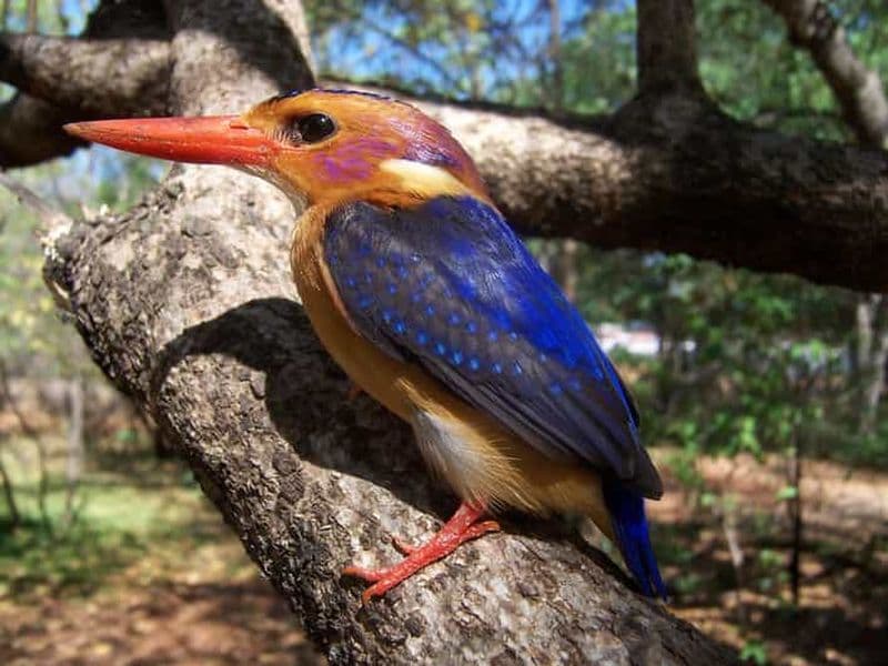 Safaris d'observation des oiseaux