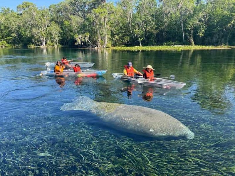 Silver Springs : Lamantins et singes Visite guidée en kayak clair