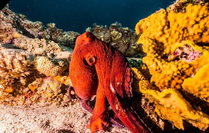 Billet Eliat : Excursion de plongée avec masque et tuba dans les récifs coralliens avec un instructeur