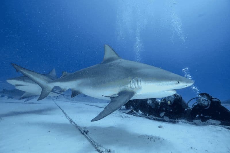 Playa del Carmen : Nourrir les requins taureaux