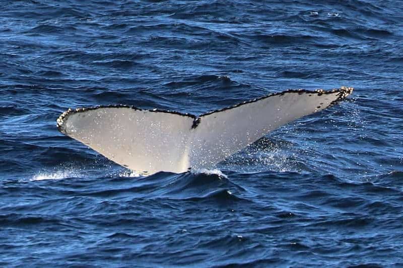 Sydney ; Observation des baleines