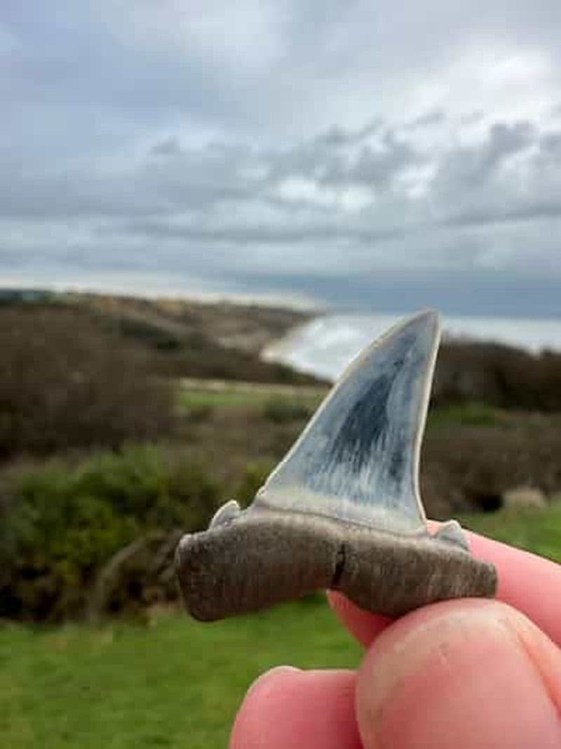 Billet Highcliffe : Promenade guidée à la découverte des fossiles sur la plage de Highcliffe