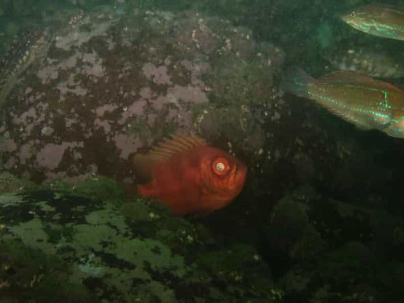 Lima : plongée de nuit à Pucusana