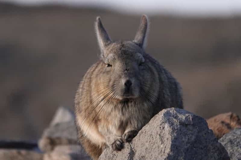 San Pedro de Atacama: safari animalier et visite photographique