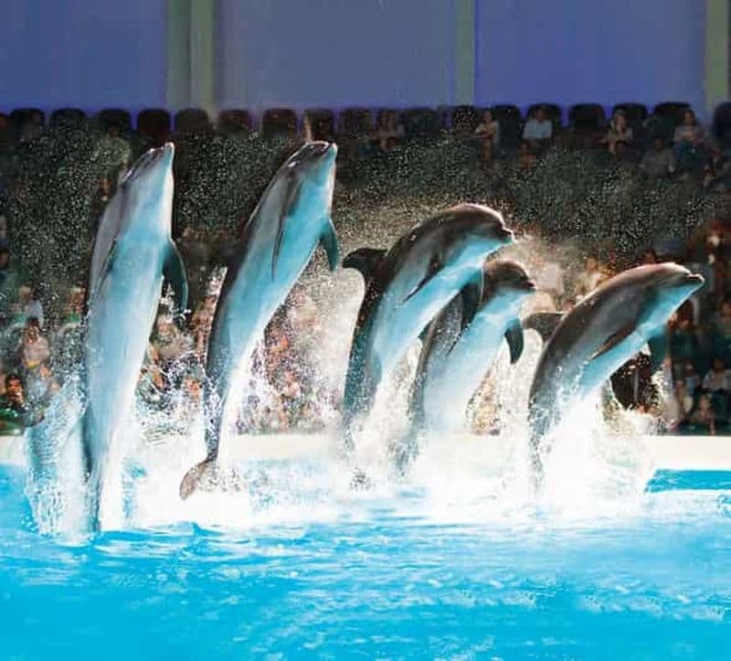 Dubaï : billets pour le spectacle dauphins, phoques et oiseaux