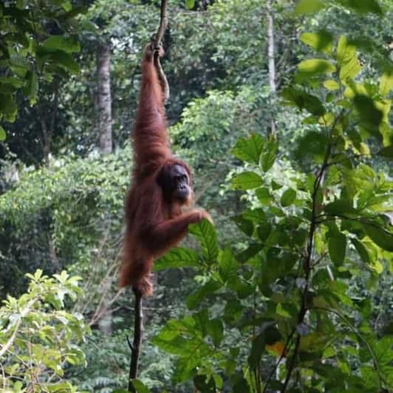 Bukit Lawang : 3 jours de randonnée dans la jungle avec hébergement en auberge