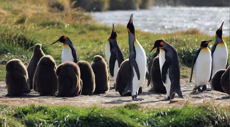 Punta Arenas : Parc des manchots royaux et excursion en Terre de Feu