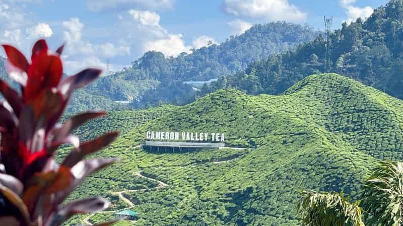 Au départ de Kuala Lumpur : excursion d'une journée dans les Cameron Highlands avec déjeuner et prise en charge