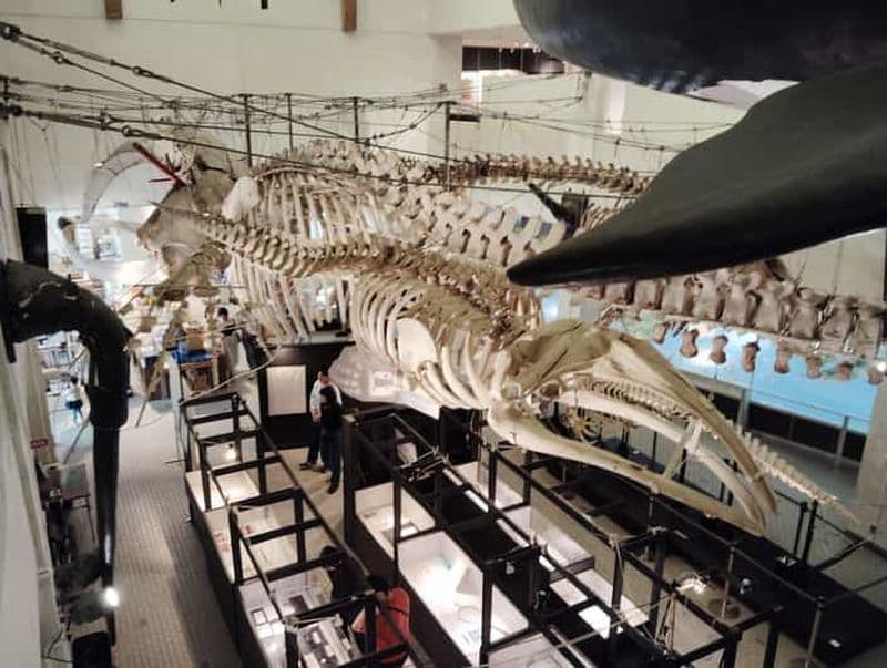 Wakayama : musée de la baleine de Taiji et patrimoine océanique japonais