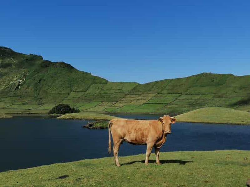 Visite d'une demi-journée au fromage de Sao Jorge