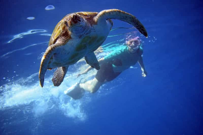 Billet Tenerife : kayak et plongée avec tuba parmi les tortues avec vidéos gratuites