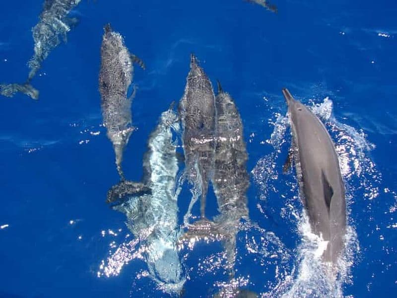 Hurghada : Dolphin House & Massage VIP Elite tout compris