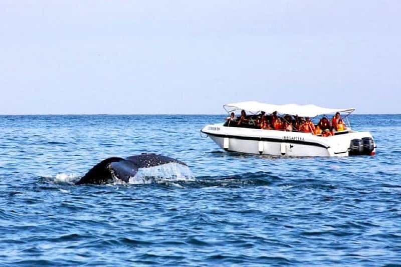 Depuis Mancora : Observation des baleines
