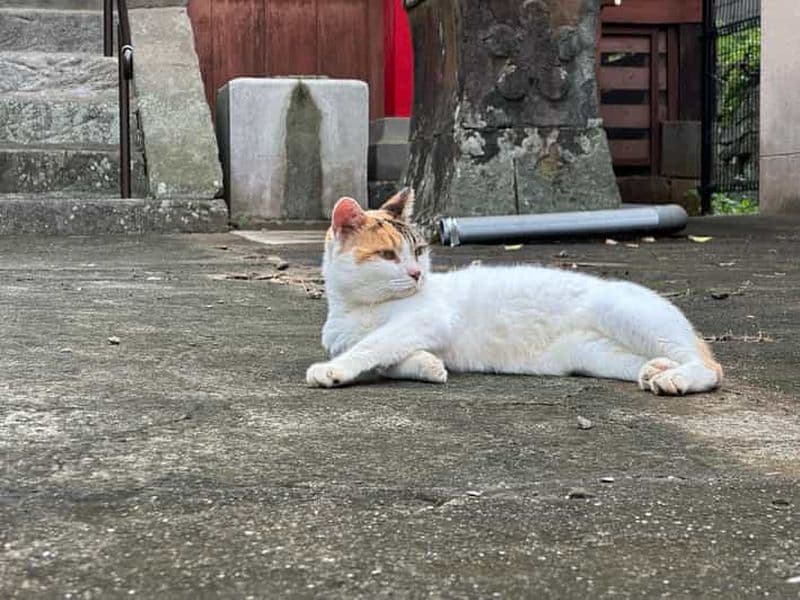 Nagasaki : visite à pied des ruelles cachées et découverte des chats locaux