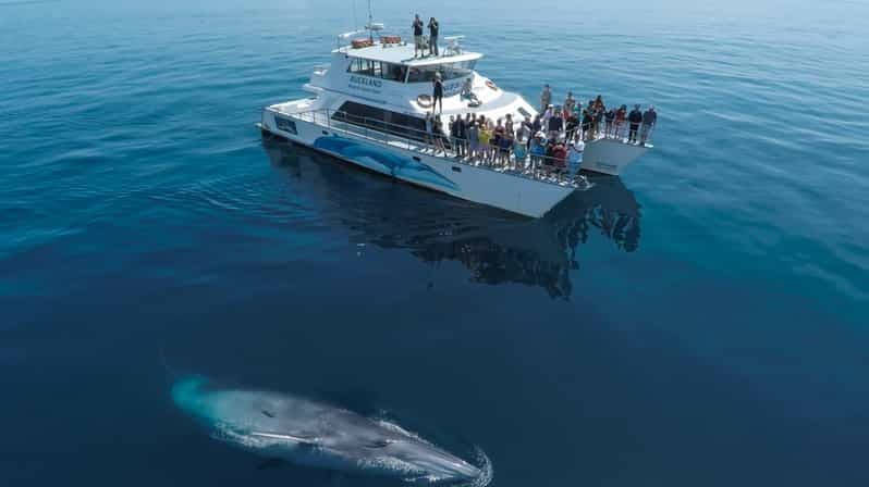 Billet Auckland : Croisière d'observation des baleines et des dauphins d'une demi-journée à bord d'un bateau écologique