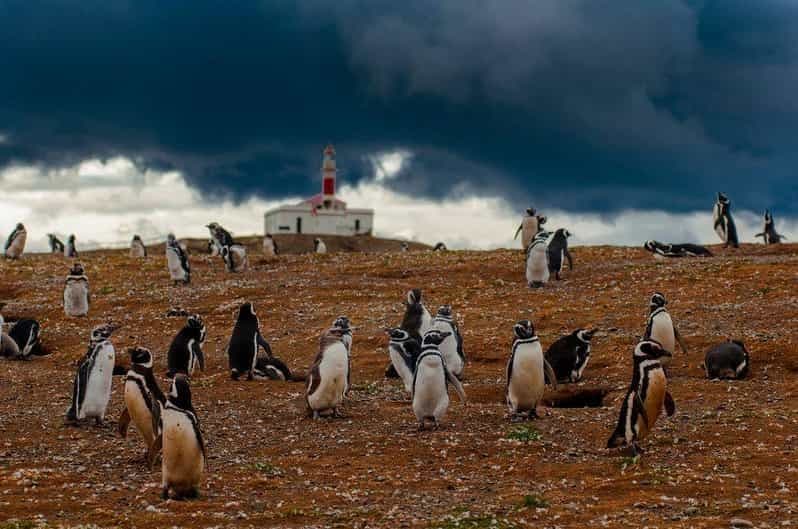 Tour en bateau des pingouins de l'île de Magdalena depuis Punta Arenas