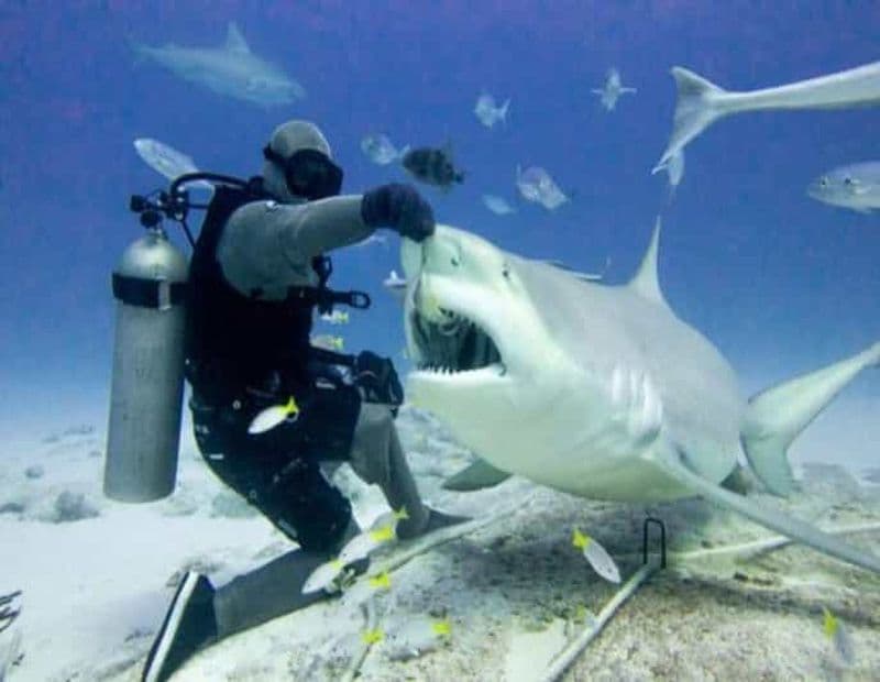 Requin taureau en train de se nourrir