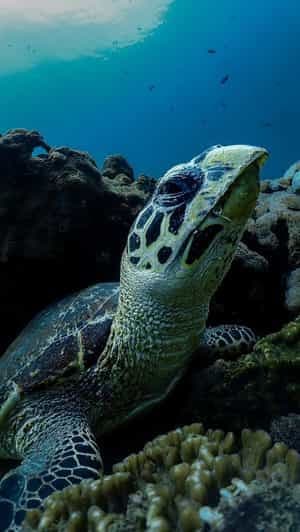 Billet diymaniyat Plongée en apnée (nage avec des requins baleines ou des tortues)