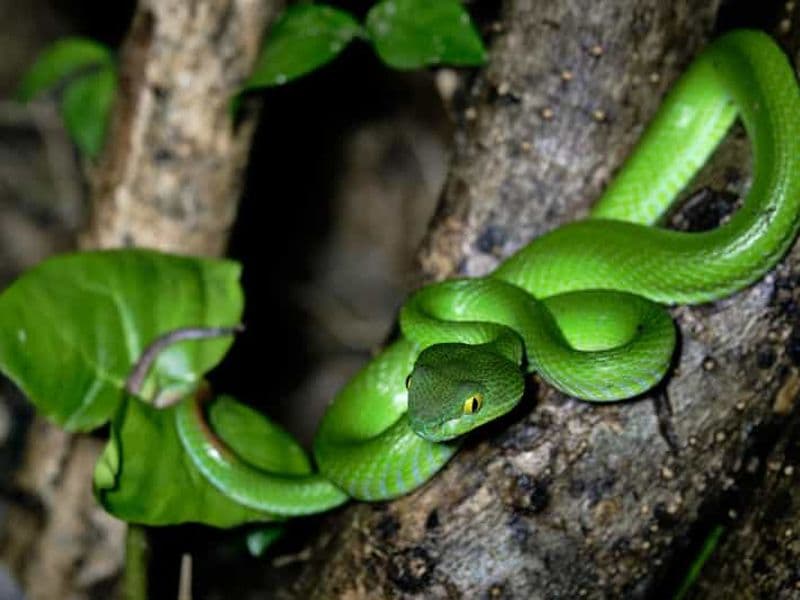 Khao Sok : Aventure safari nocturne privée avec transfert à l'hôtel