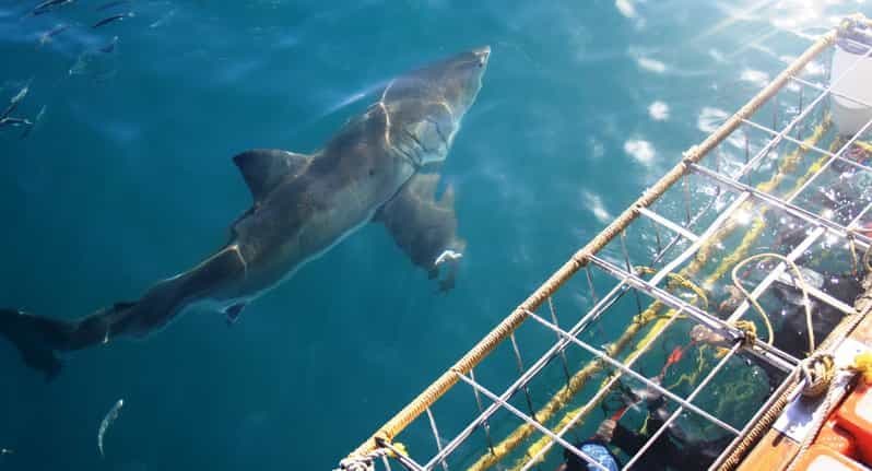 Billet Au départ de Hermanus ou du Cap : plongée dans les cages à requins