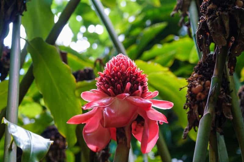 Depuis Oahu : excursion aventure au Waimea Canyon et à Koke'e à Kauai
