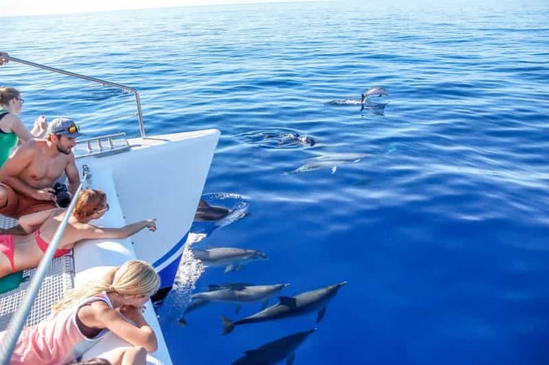 Funchal : Excursion en bus Hop-on Hop-off et en bateau pour les baleines et les dauphins