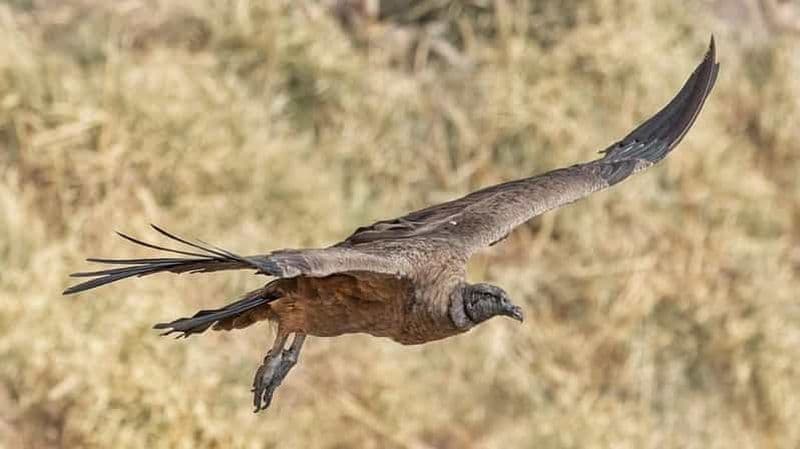 Depuis Cordoue : Observation des condors et randonnée à la cascade de Los Lampazos avec déjeuner