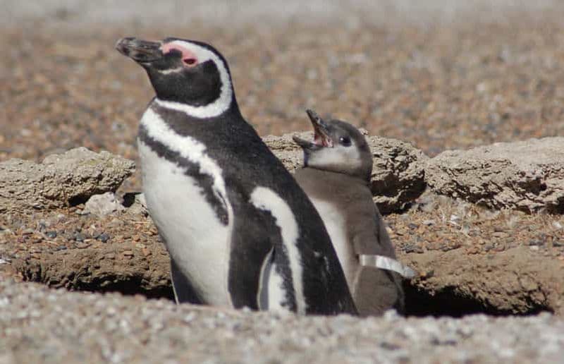 Depuis Puerto Madryn : Visite des pingouins et excursion d'une journée à la Península Valdés
