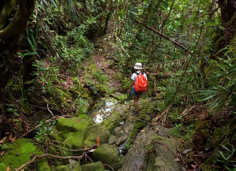Depuis Khao Lak : Randonnée dans la jungle de Khao Sok et visite de la rivière
