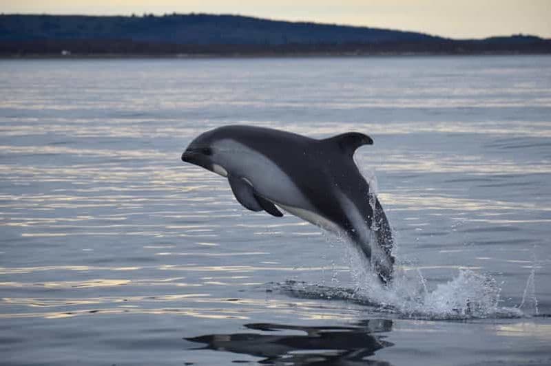 Punta Arenas : Tour en bateau d'observation des dauphins et de la faune australienne