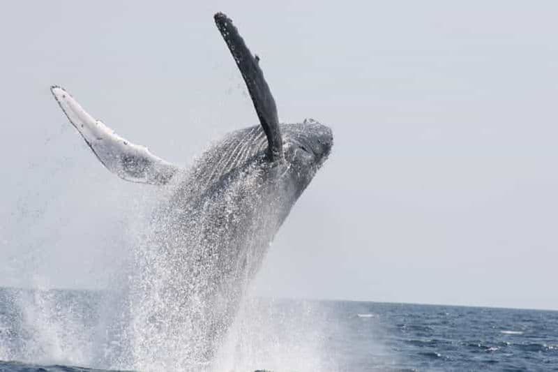 Chatan : Observation de baleines à Okinawa