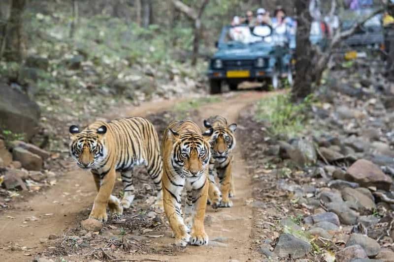 Delhi : Safari Jim Corbett et village des éléphants, excursion de 3 jours