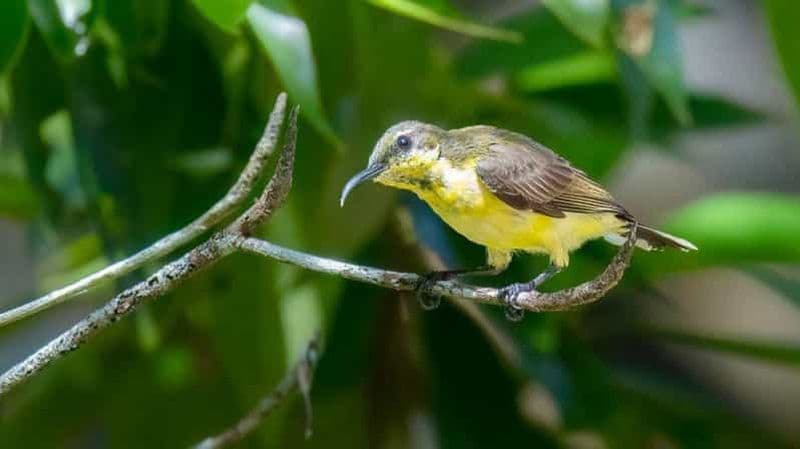 Langkawi : Demi-journée d'observation des oiseaux