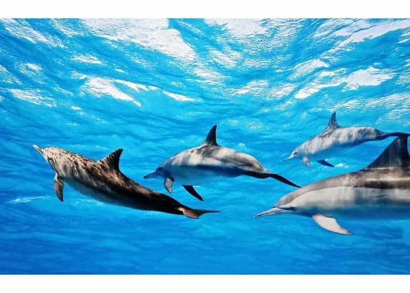 Fuerteventura : Tour en bateau avec guide pour l'observation des baleines et des dauphins