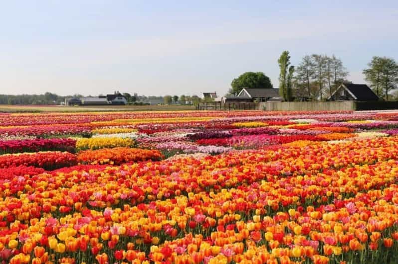 Billet Amsterdam : Visite privée Tulipes, Keukenhof, Moulin à vent et fromage